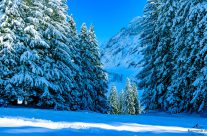 Schneeschuh  wandern durch den Winterwald