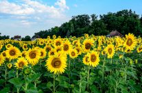 Sommer im  Herzen