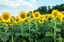 Sommer  gleich  Sonnenblumen