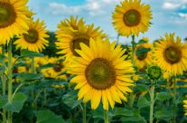 Sonnenblumen immer   Sommer