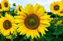 Sonne und  Sommerblumen