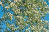 Frühlingsgruss aus  Kradolf