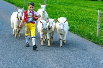 Alpabfahrt,  – Kleiner Mann ganz gross