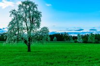 Der Frühling ist auch in Kradolf  angekommen