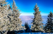 Foto  des Monats  Januar