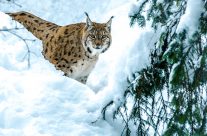 Die Luchse (Lynx) sind eine Gattung in der Familie der Katzen
