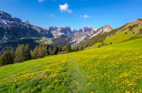 Frühsommer wanderung  auf  der  Alp Sigel