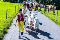 Appenzeller Alpabfahrt  -Appenzell alpine descent