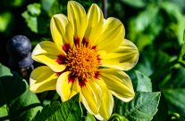 Dahlien