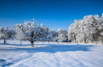 Winter im Thurgau