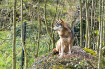 Der Wolf mein Lieblingstier