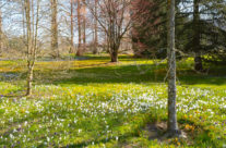 Die ersten Blumen zeigen sich