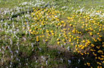 Endlich wieder  Frühling