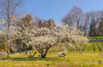 Frühling auf der  Insel Mainau