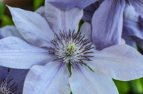 Clematis auf dem Balkon