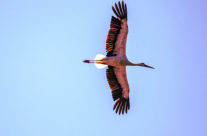 auch der Storch darf micht fehlen