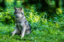 Der Chef im Tierpark Langenberg