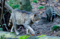 Wildkatze auf dem Morgenspaziergang