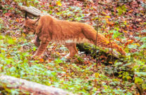 Junger Luchs sucht sein Mittagessen