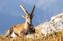 Steinbock